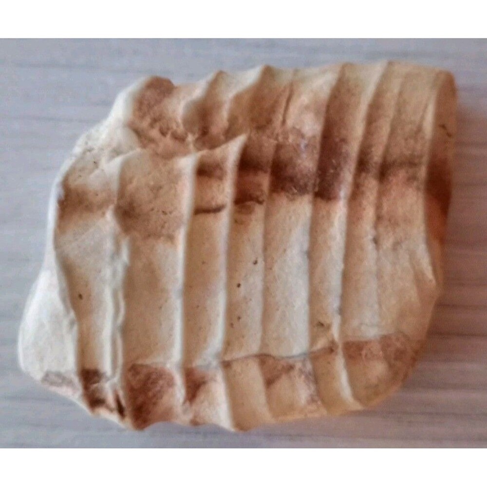 Genuine Fossilized Myliobatis Stingray Tooth Plate